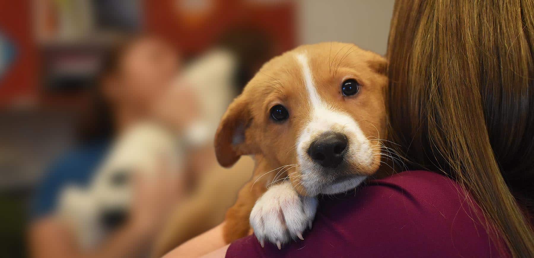 The 33+ Hidden Facts of Animal Shelter Pet Adoption: Many pets end up