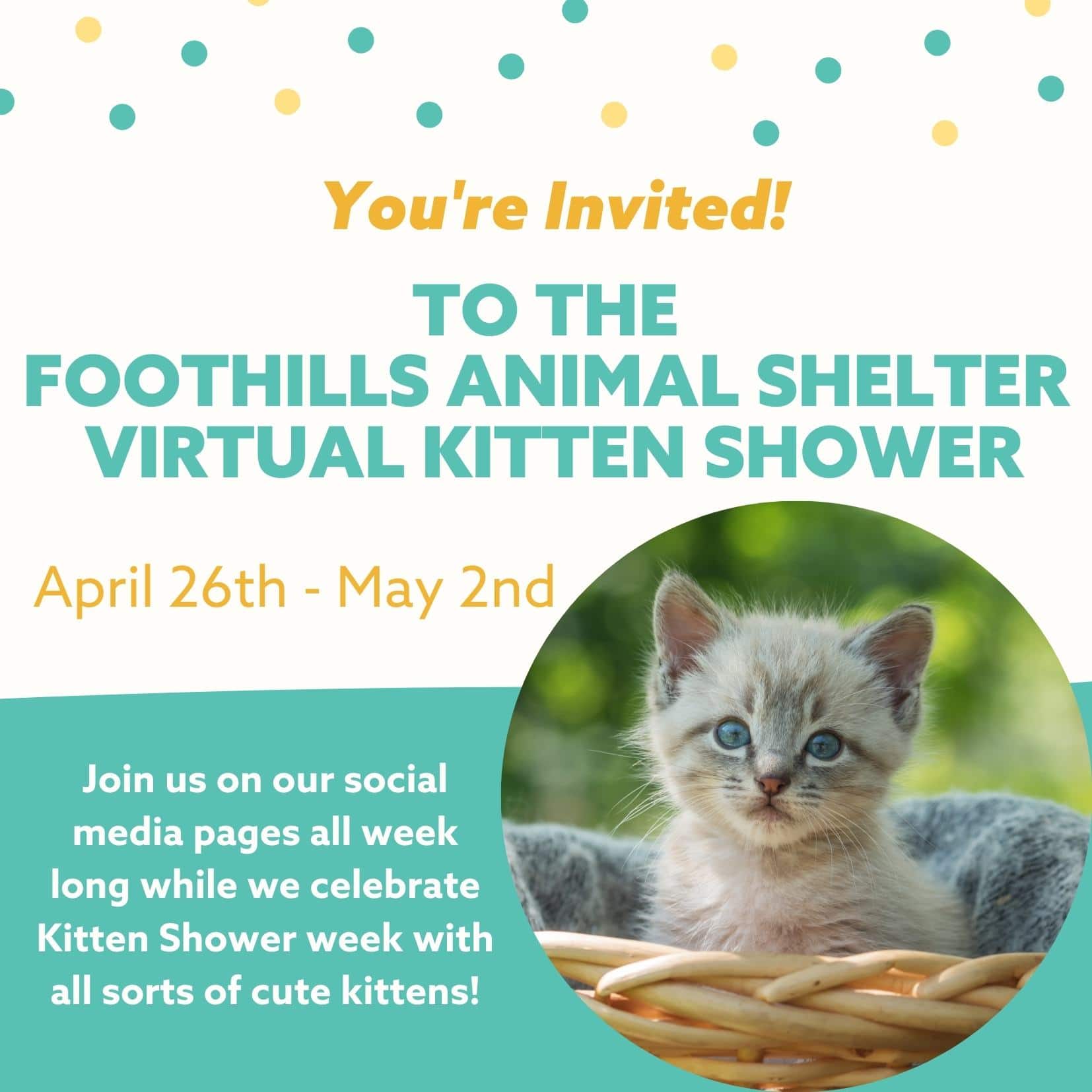 Virtual Kitten Shower - Foothills Animal Shelter