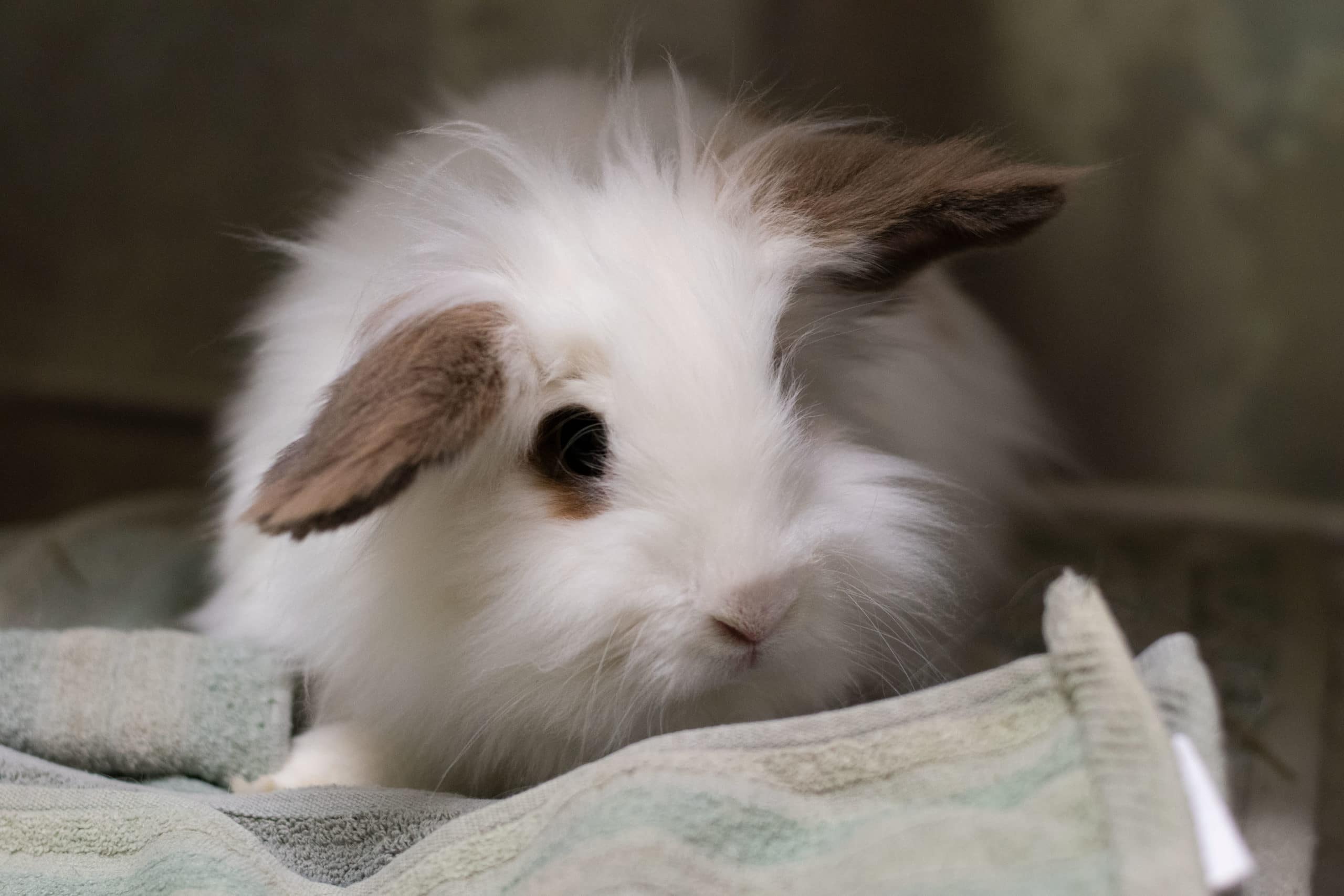 RHDV Vaccine Clinic for Rabbits - Foothills Animal Shelter