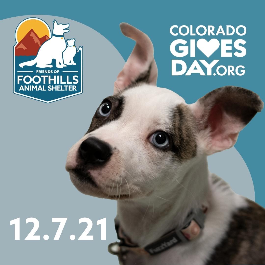 Colorado Gives Day 2021 - Foothills Animal Shelter