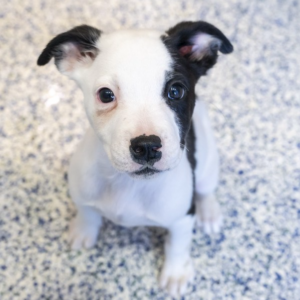 White pit bull mix puppy with black nose and black ears staring up at the camera