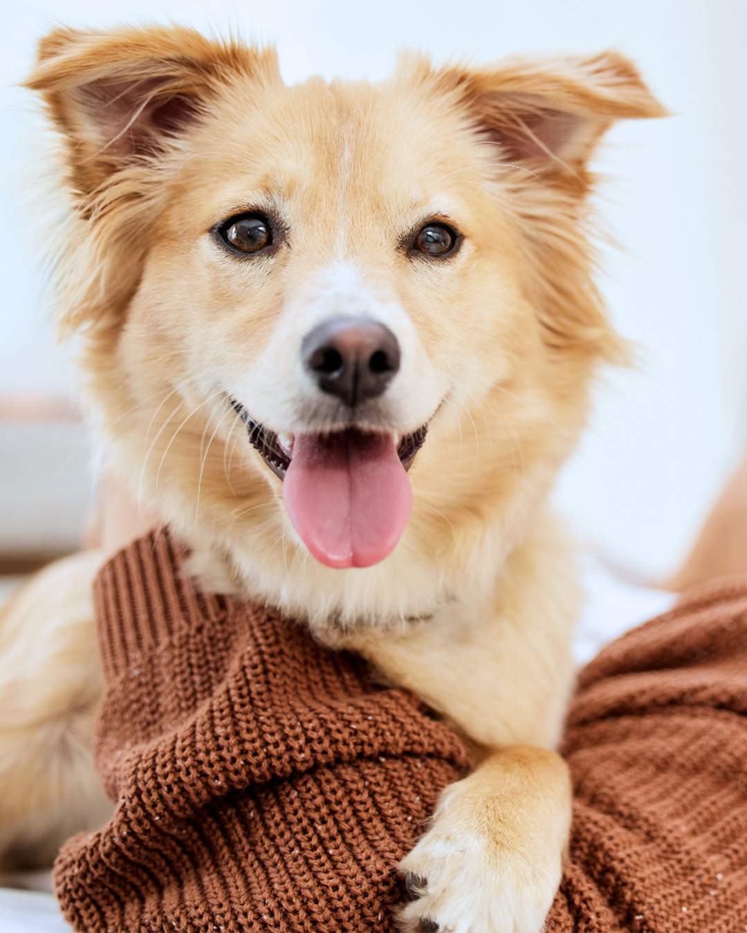 Adopt - Image of a dog
