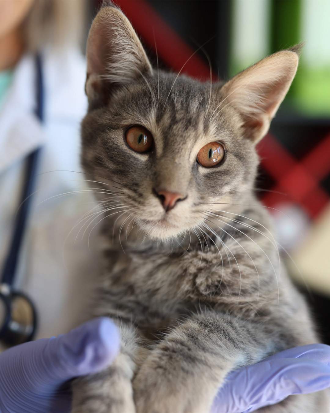 Donate - Image of a cat